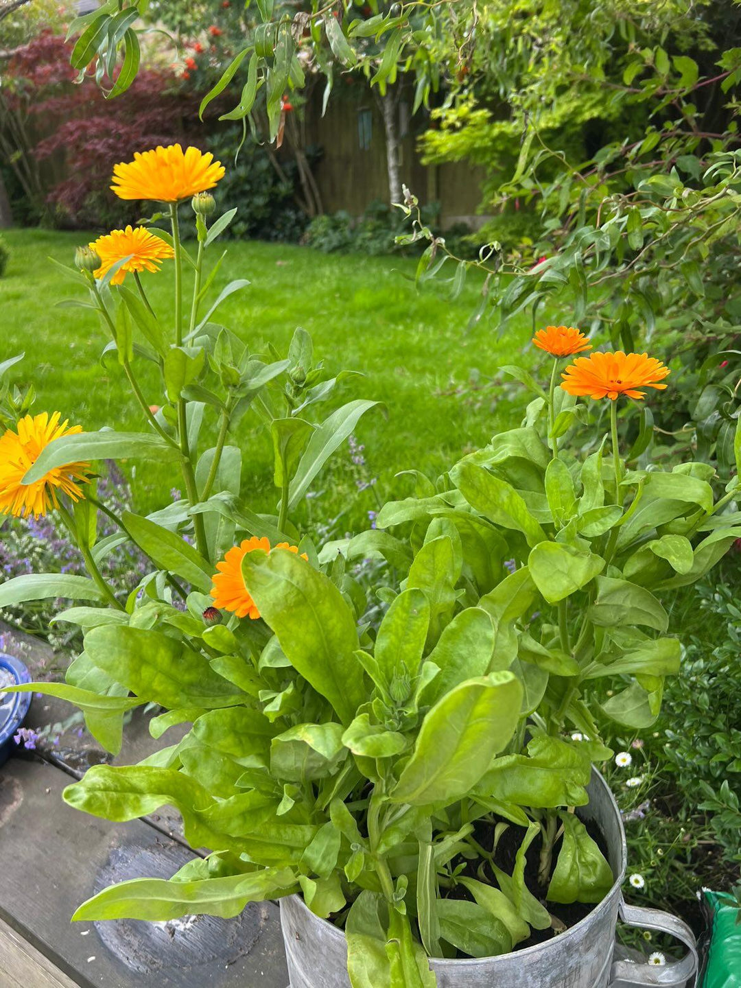 Marigolds grown from organic edible flower seeds