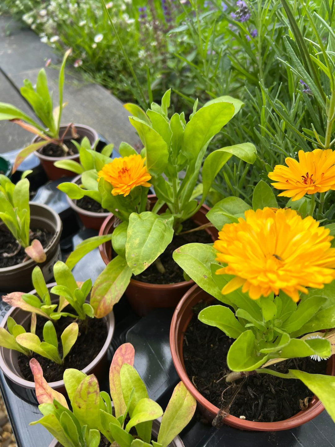 Marigolds grown from organic edible flower seeds